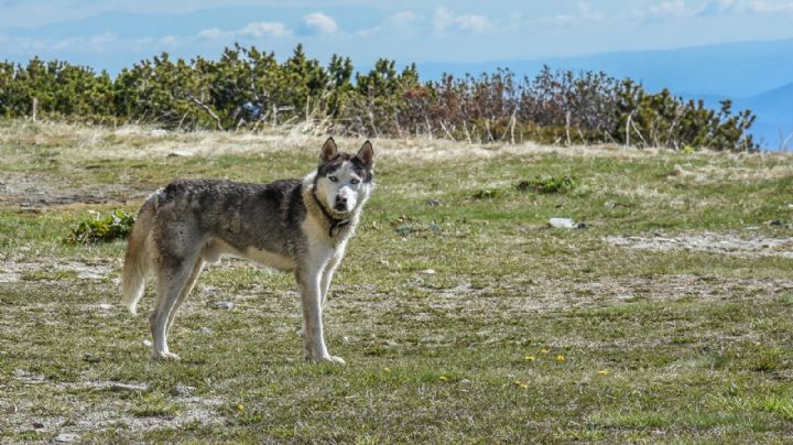 ¿Te gustan los perros? Descubre algunos tipos diferentes de Husky que existen