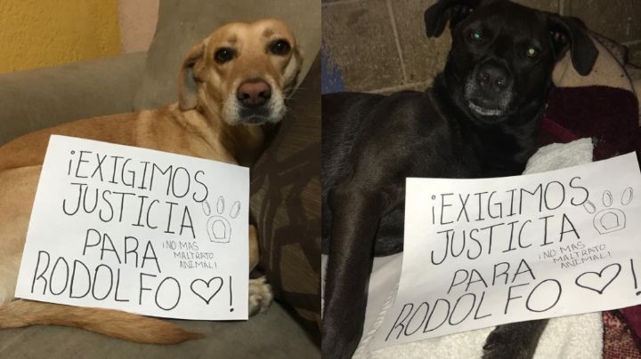 A machetazos un hombre asesina a un 'perrito'; sin remordimiento, se burla de sus acciones