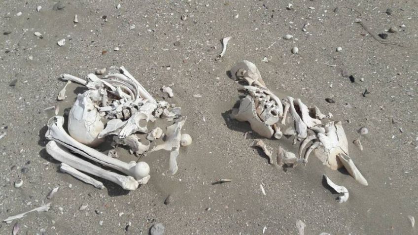 Terror en Bahía de Kino: Encuentran restos humanos en la orilla de playa