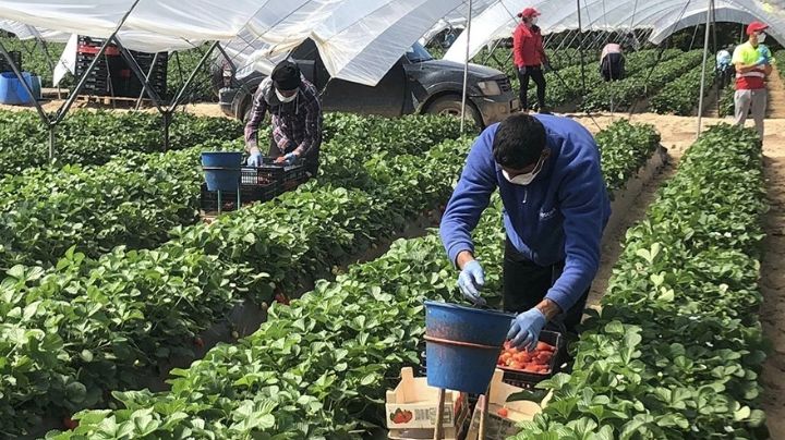 Alrededor de 4 mil jornaleros mexicanos son vacunados contra Covid-19 en Estados Unidos