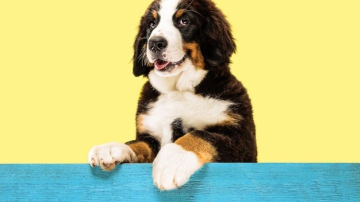 Lleva a tu mascota a las estrellas con estos nombres para perro inspirados en el espacio