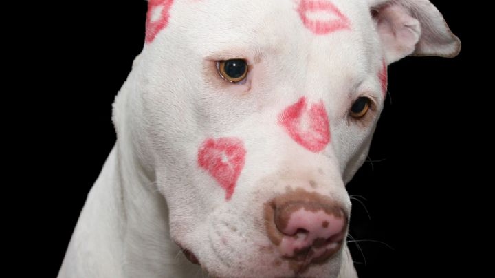 ¿Los pitbull son peligrosos? La respuesta de los expertos te dejará helado