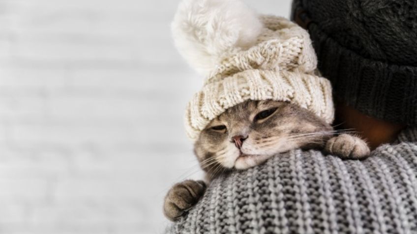 Aprende a identificar cuando tu gato tiene dolor y atiende sus malestares a tiempo