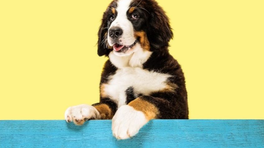 Lleva a tu mascota a las estrellas con estos nombres para perro inspirados en el espacio