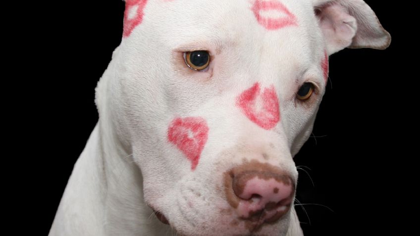 ¿Los pitbull son peligrosos? La respuesta de los expertos te dejará helado