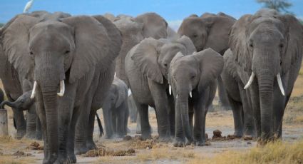 ¡De no creerse! Cazador furtivo muere pisoteado por elefantes en Sudáfrica