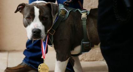 Astro, el perro pitbull que salvó a su dueño de morir atrayendo a un vecino para ayudarlo