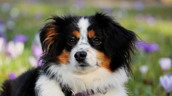 ¿Tendrás un pastor australiano? Estos nombres son ideales para esa raza de perros