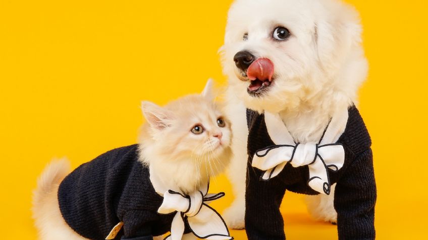 ¡Impactante! Los perros y los gatos son grandes aliados en la salud de las personas