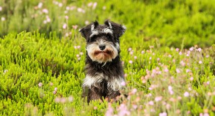 ¿Adoptaste a un schnauzer? Elige un nombre digno para el perro que será tu compañero