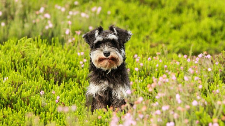 ¿Adoptaste a un schnauzer? Elige un nombre digno para el perro que será tu compañero