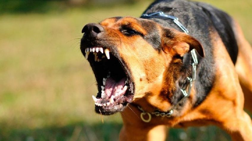 ¡Brutal muerte! Perros irrumpen en jardín de anciana de 80 años y la devoran a mordidas