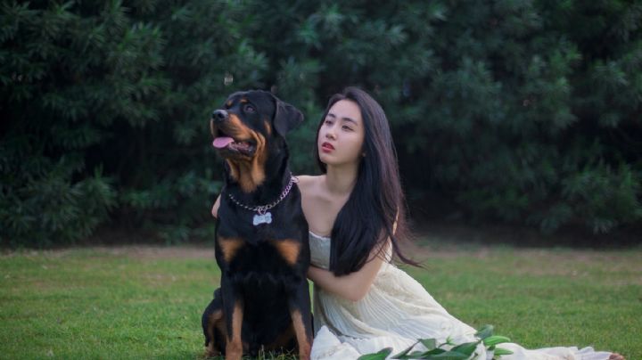 ¿Realmente son peligrosos? Conoce la verdad detrás de los rottweiler, pitbull y otros perros