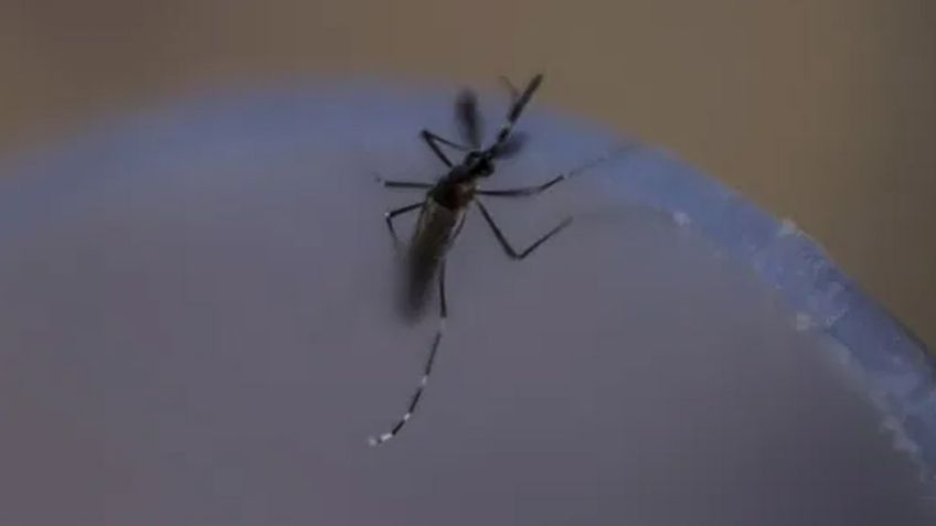 Guaymas: ¿Cuántos casos de dengue se han presentado en el puerto en lo que va del 2021?
