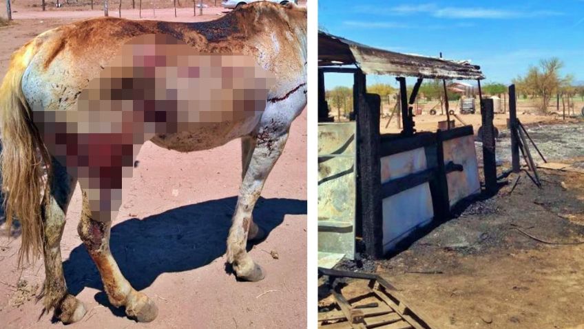 Voraz incendio consume establo a las afueras de Hermosillo; cría de yegua no logra sobrevivir