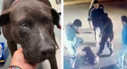 Justicia para Negro: Capturan a padre e hijo tras propinar golpiza y apuñalar al perrito