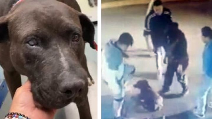 Justicia para Negro: Capturan a padre e hijo tras propinar golpiza y apuñalar al perrito