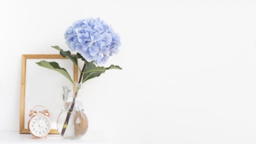 Decora tu hogar con estas lindas flores que duran incluso después de la primavera