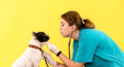 Día Mundial del Veterinario: Felicita al doctor de tus mascotas con estas frases motivadoras