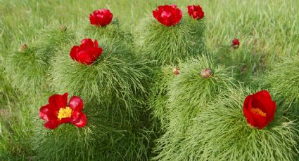 ¡Ten cuidado! Estas son las flores rusas que jamás debes tocar; descubre por qué