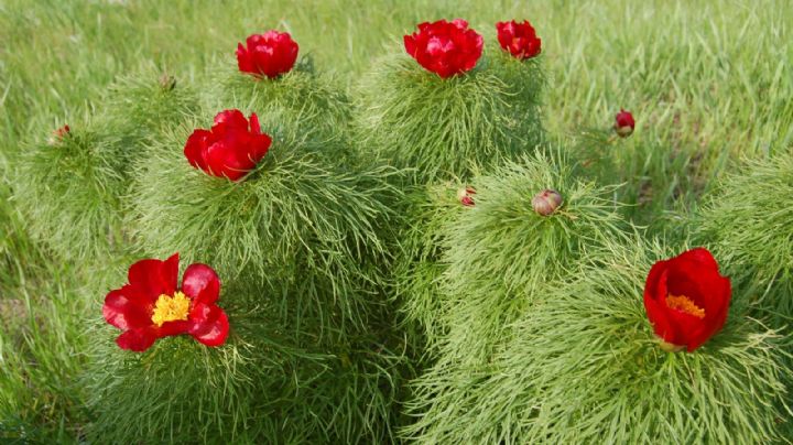 ¡Ten cuidado! Estas son las flores rusas que jamás debes tocar; descubre por qué
