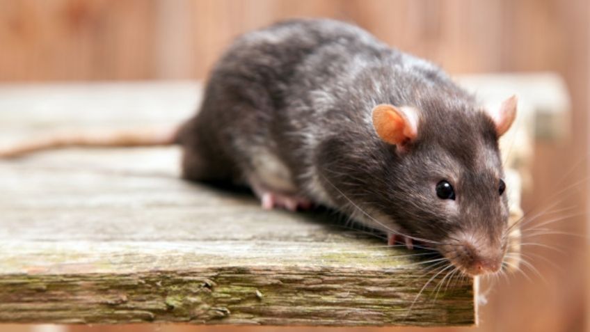 Impactantes noticias: Humanos podrían transmitir el coronavirus a ratas