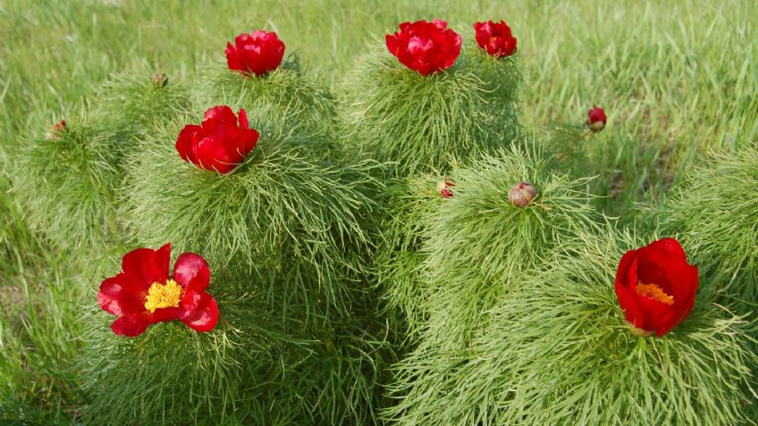 ¡Ten cuidado! Estas son las flores rusas que jamás debes tocar; descubre por qué