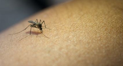 Día Mundial de la Malaria: Entérate de qué se trata esta terrible enfermedad