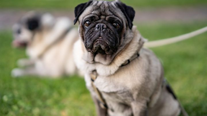¿Adoptarás un pug? descubre por qué es tan importante limpiar las arrugas de su rostro