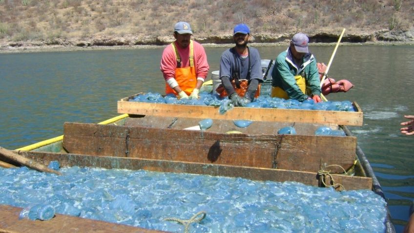 Guaymas: Temporada de aguamala arranca con poco producto pero de buen tamaño