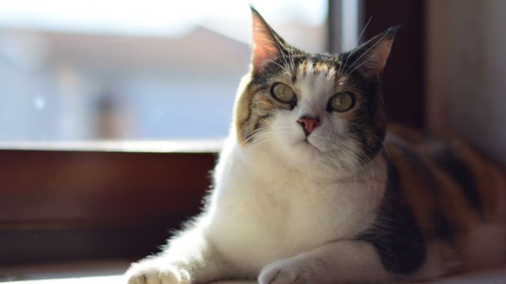 Síndrome del gato paracaidista: Conoce de que se trata este curioso padecimiento