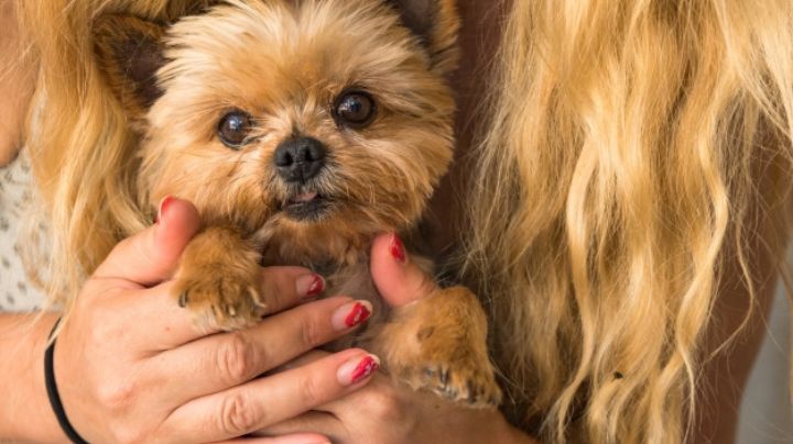 ¿Eres una amante de la belleza? Estos nombres para perros serán perfectos para tu mascota