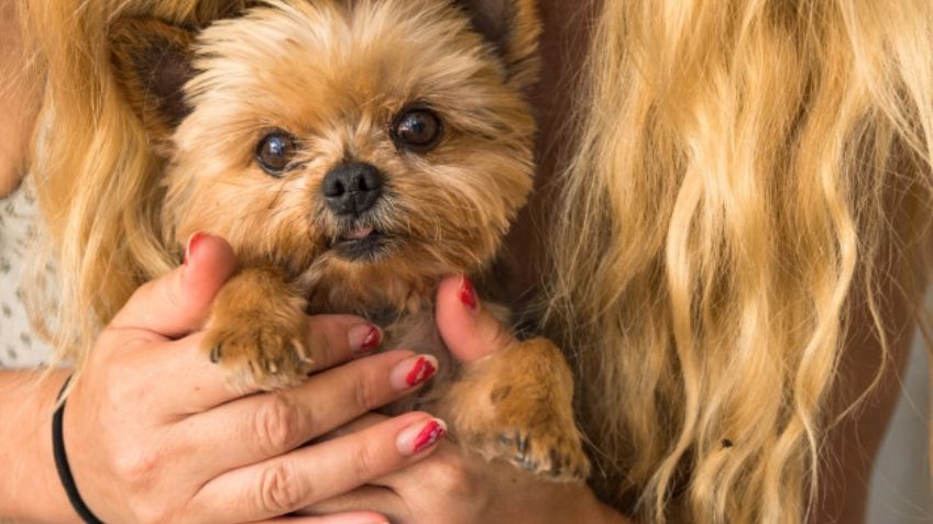 ¿Eres una amante de la belleza? Estos nombres para perros serán perfectos para tu mascota