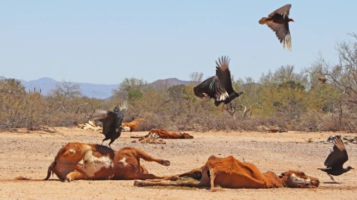 Ganadería en Sonora ‘agoniza’, mueren 300 mil cabezas de bovinos