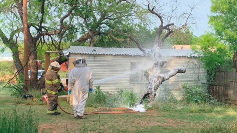 Thomas Hicks murió por un ataque de abejas