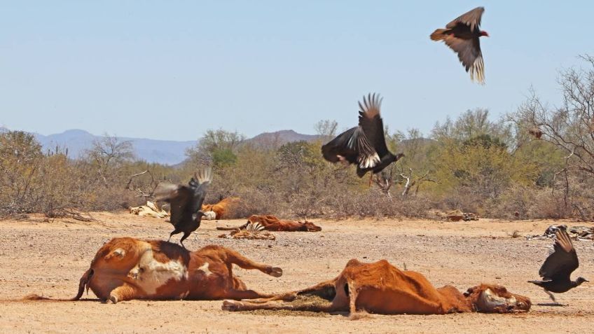 Ganadería en Sonora ‘agoniza’, mueren 300 mil cabezas de bovinos
