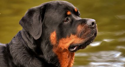 ¿Es peligroso tener un rotteweiler en casa? La respuesta te dejará helado