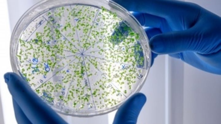 ¡Alerta! El cambio climático ayuda a las bacterias a evolucionar rápidamente