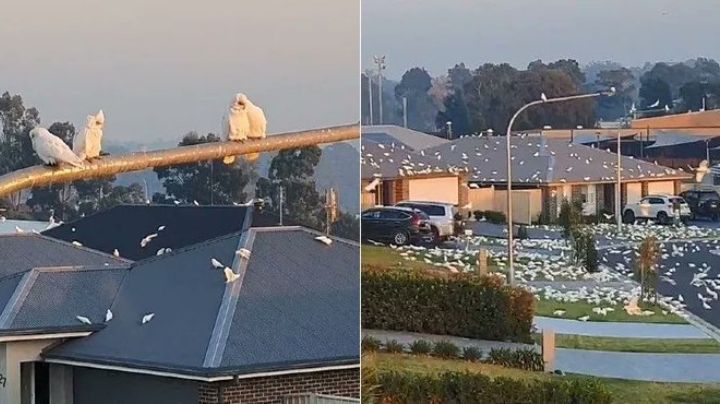 A la Hitchcock: Miles de cacatúas invaden suburbio australiano y causan terror