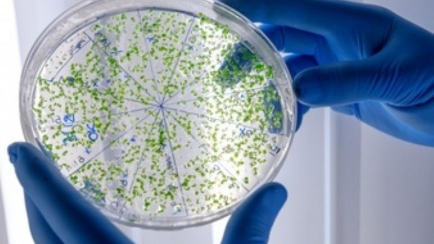 ¡Alerta! El cambio climático ayuda a las bacterias a evolucionar rápidamente