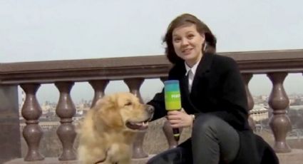 VIDEO: Perrito le roba el micrófono a una reportera mientras hacía una transmisión en vivo