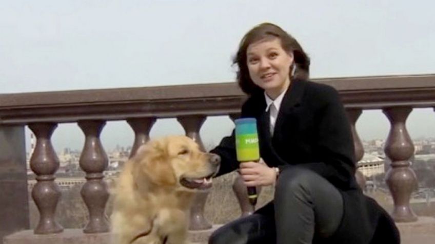 VIDEO: Perrito le roba el micrófono a una reportera mientras hacía una transmisión en vivo