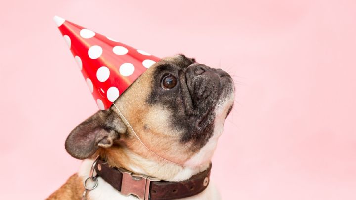 ¿Los pug se enferman seguido? Rompe este y otros mitos de esta raza de perro