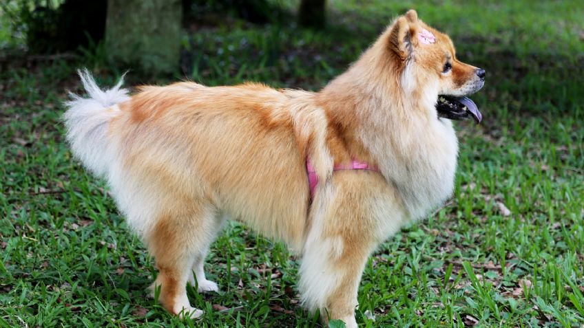 ¿Adoptaste a un chow chow? Conoce algunos fantásticos nombres que le puedes poner