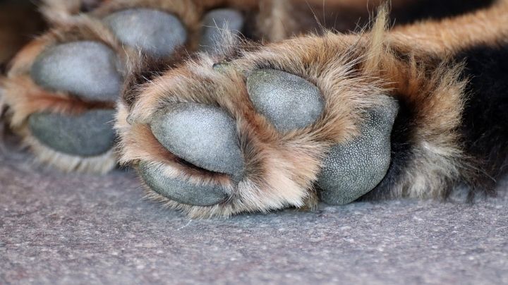 ¡Sin piedad! Hombre ahorca con cadena a su perro; un vecino lo grabó para denunciarlo