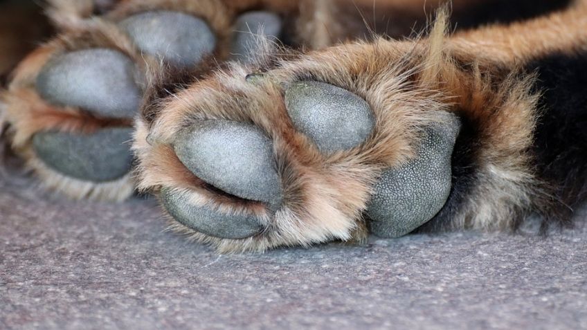 ¡Sin piedad! Hombre ahorca con cadena a su perro; un vecino lo grabó para denunciarlo
