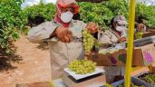 Foto ilustrativa de la nota titulada: Productores de Sonora estima exportar 21.5 millones de cajas de uvas
