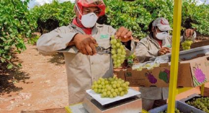 Productores de Sonora estima exportar 21.5 millones de cajas de uvas