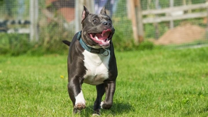 ¿Adoptarás un perro Pitbull? Conoce los diferentes tipos de esta grandiosa raza
