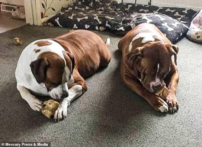 Dos perros asesinan a su dueña